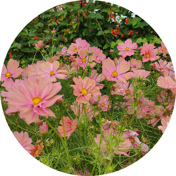 Cosmea zaden kopen 'Apricotta'
