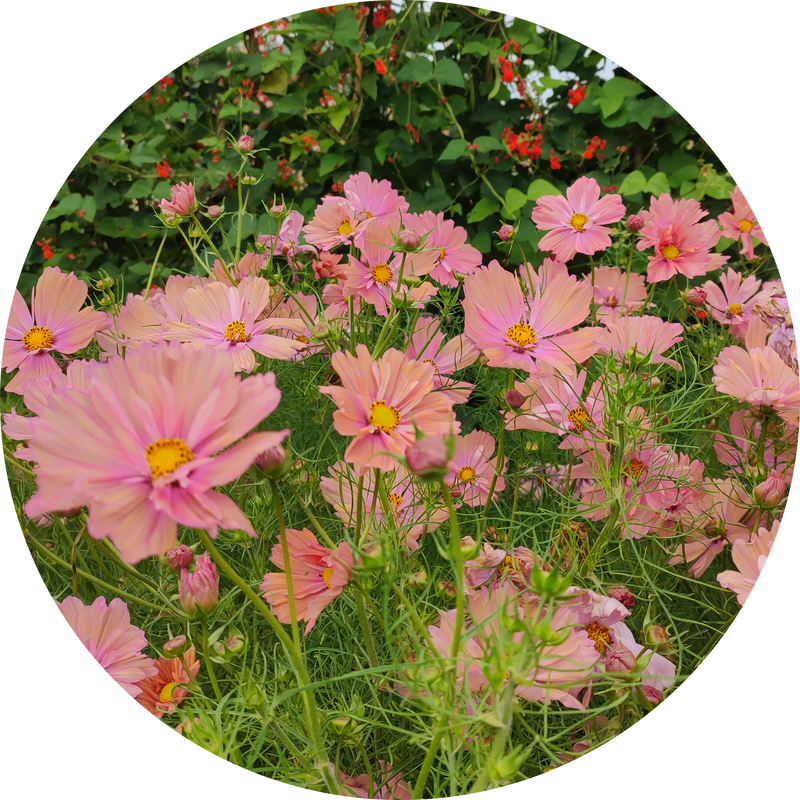 Cosmea zaden kopen 'Apricotta'