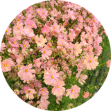 Cosmea zaden kopen 'Apricotta'