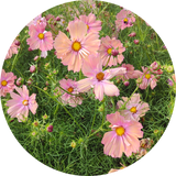 Cosmea zaden kopen 'Apricotta'
