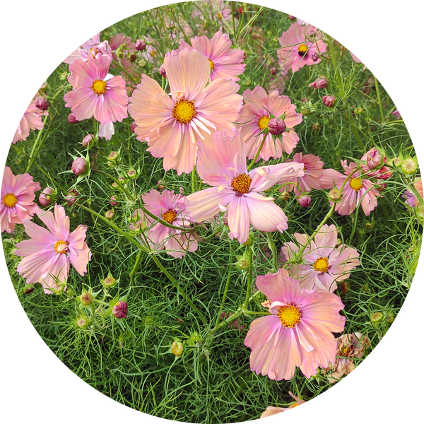 Cosmea zaden kopen 'Apricotta'