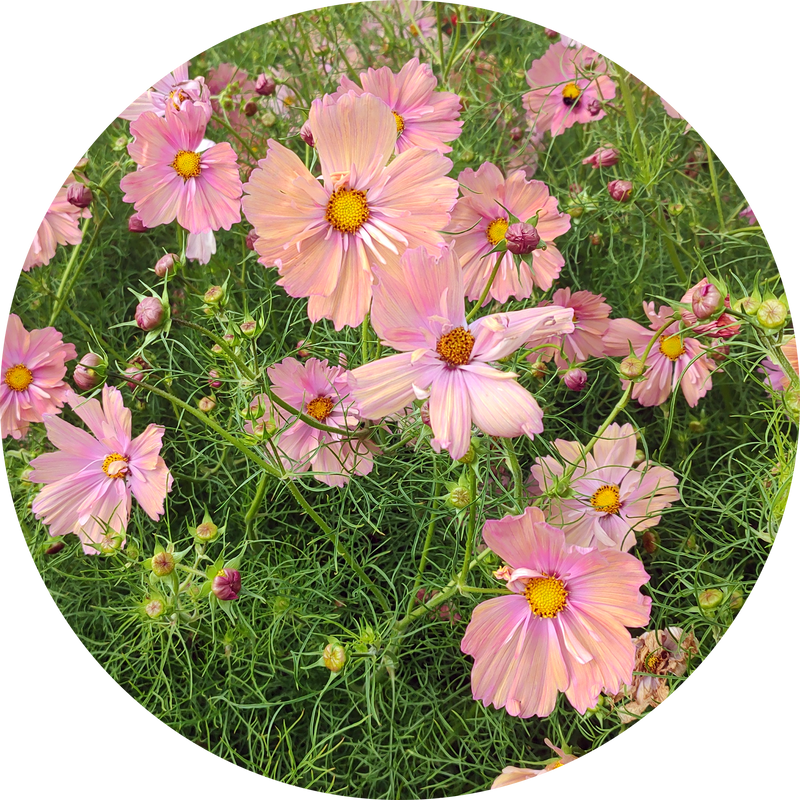 Cosmea zaden kopen 'Apricotta'