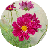 Cosmea zaden kopen 'Double click cranberries'