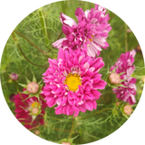 Cosmea zaden kopen 'Double click cranberries'