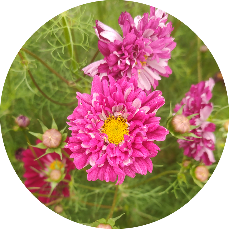 Cosmea zaden kopen 'Double click cranberries'