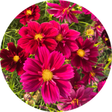 Cosmea 'Fandango'