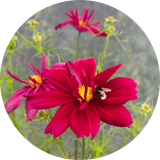 Cosmea 'Fandango'