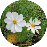 Zaden cosmos 'Purity white'