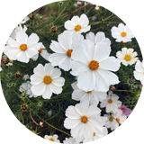 Zaden cosmos bipinnatus 'Purity white'