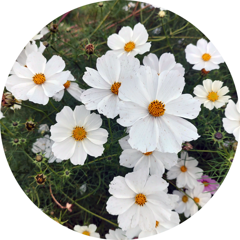 Zaden cosmos bipinnatus 'Purity white'