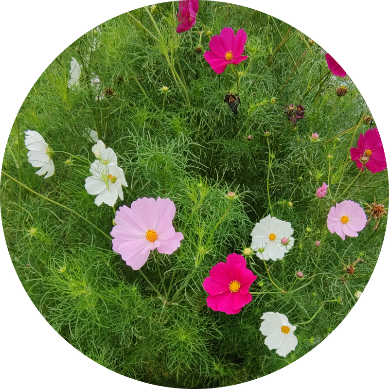 Zaden cosmos bipinnatus 'Sensation mix'