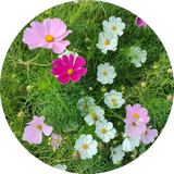 Zaden cosmos bipinnatus 'Sensation mix'