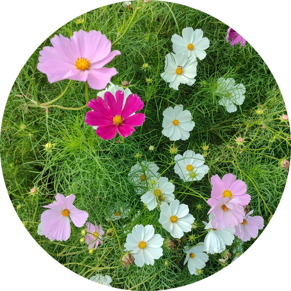 Zaden cosmos bipinnatus 'Sensation mix'