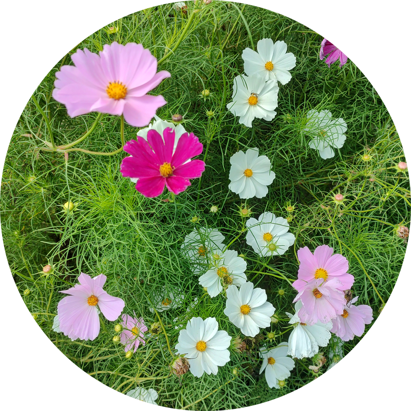 Zaden cosmos bipinnatus 'Sensation mix'