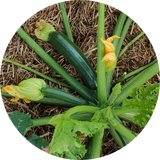 Courgette zaden 'All green bush'
