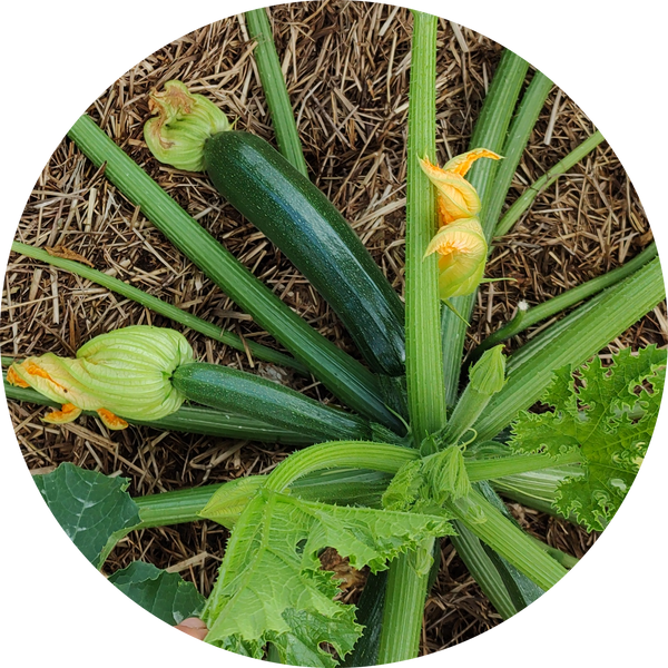 Courgette zaden 'All green bush'