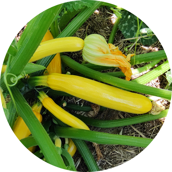 Zaden courgette 'Goldena'