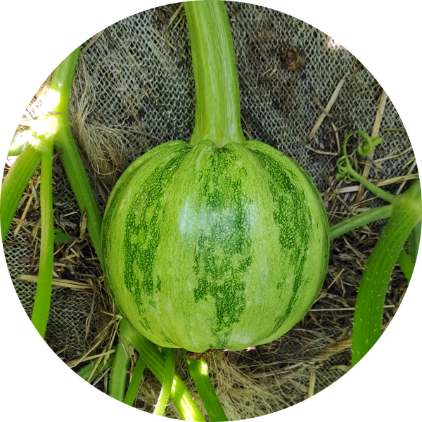 Zaden courgette 'Mongogo du Guatemala"