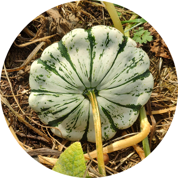 Zaden courgette, patisson 'Patisson panaché blanc et vert'