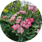 Tuinanjer zaden kopen 'Dianthus beninga'