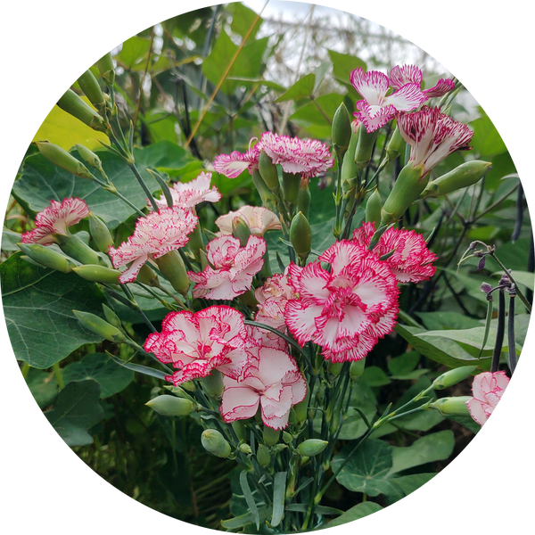 Tuinanjer zaden kopen 'Dianthus beninga'