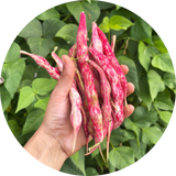 dopboon zaden kopen 'Candy bush'