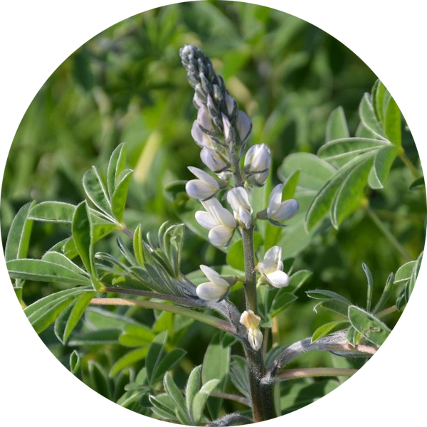 Zaden eetbare lupine