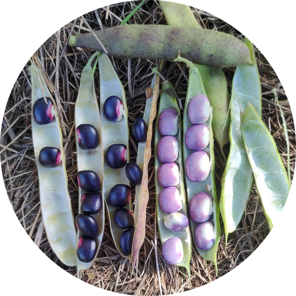 Zaden dop- en droogboon 'Succotash bean'