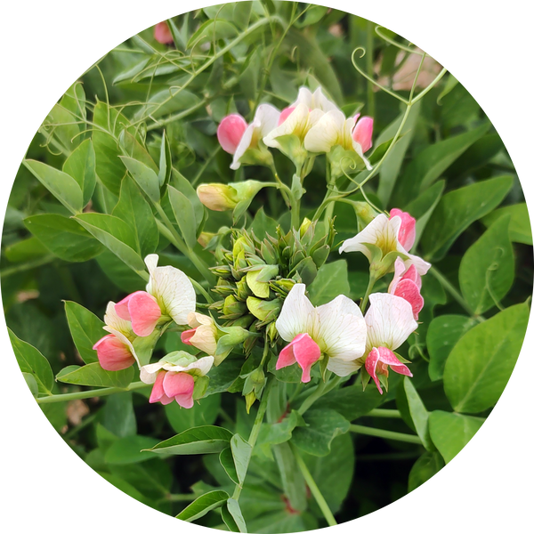 Crown pea