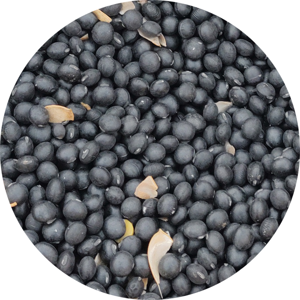 Edamame zaden kopen 'Black pearl'