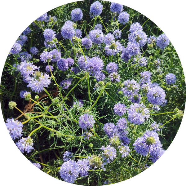 Zaden kopen 'Gilia leptantha', vogeloogjes