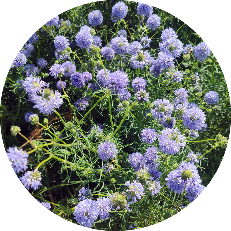 Zaden kopen 'Gilia leptantha', vogeloogjes