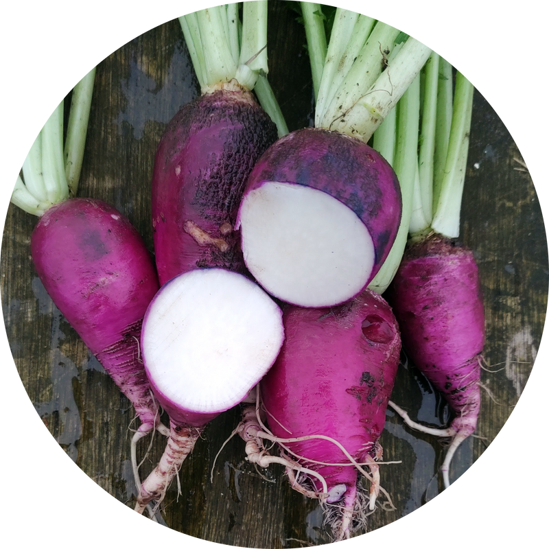Zaden kopen radijs,herfstradijs 'Paarse herfst- en winterradijs'