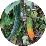 Trichosanthes cucumerina of 'Snake gourd'