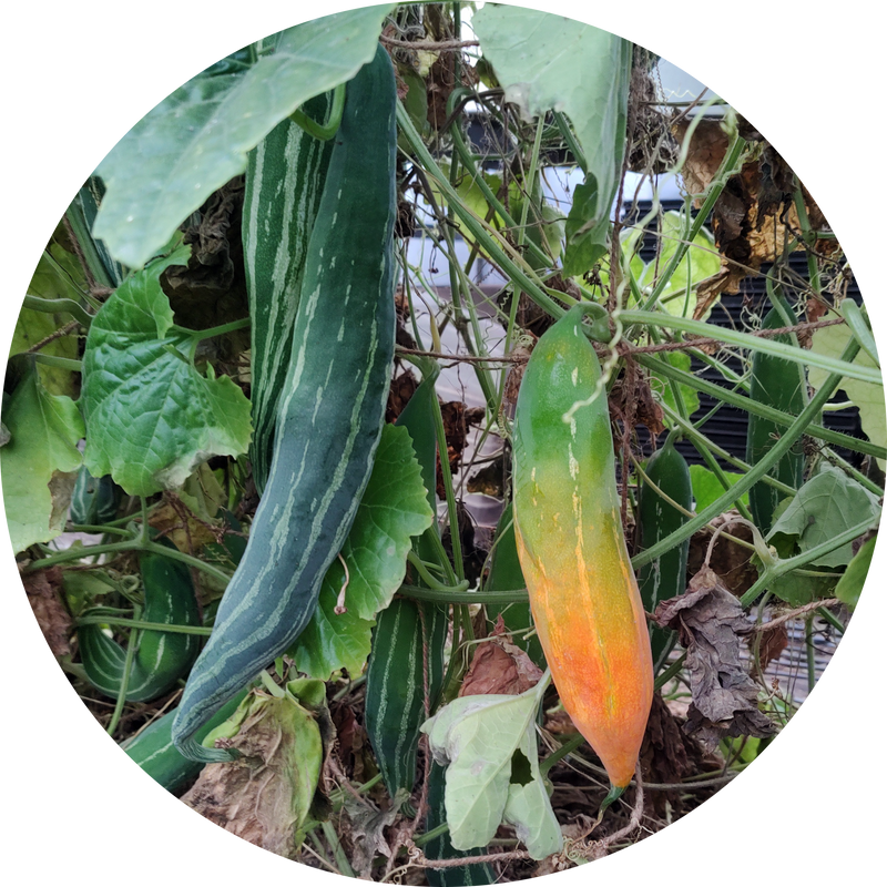 Trichosanthes cucumerina of 'Snake gourd'