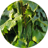 Trichosanthes cucumerina of 'Snake gourd'