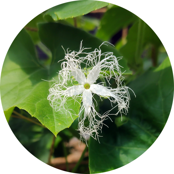 Trichosanthes cucumerina of 'Snake gourd'