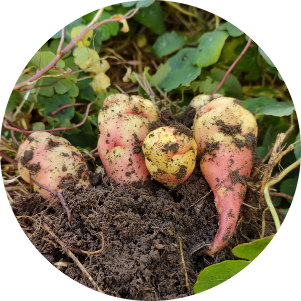 Pootgoed tropaeolum tuberosum 'Knolcapucien'