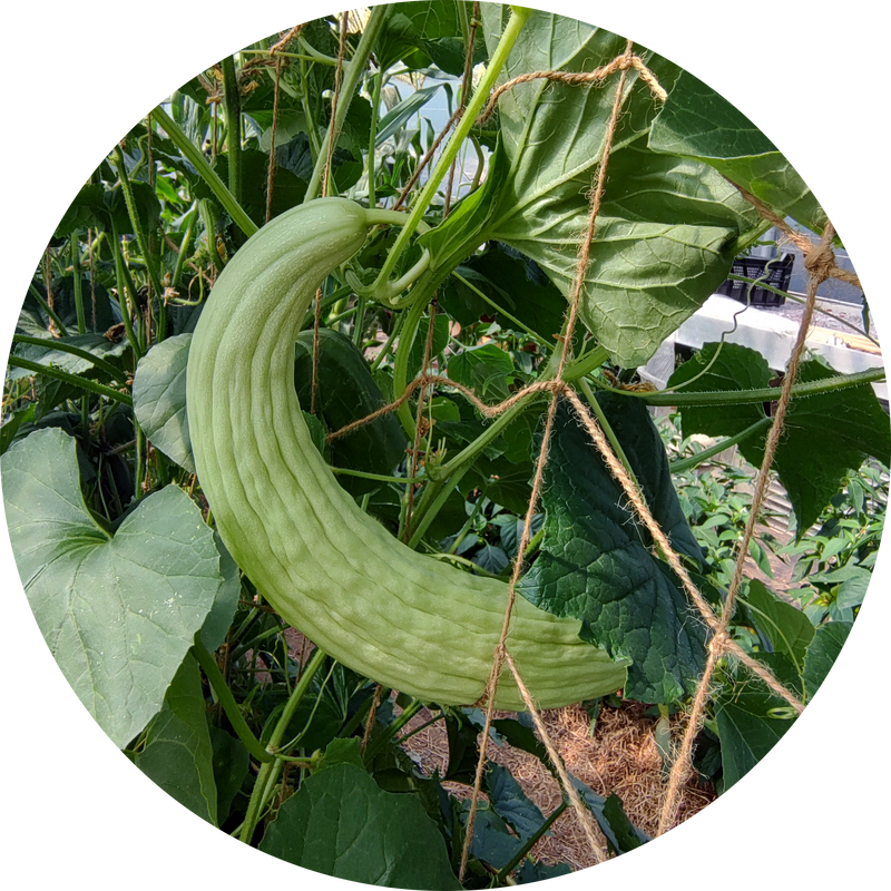 Zaden cucumis melo 'Armeense meloenkomkommer'