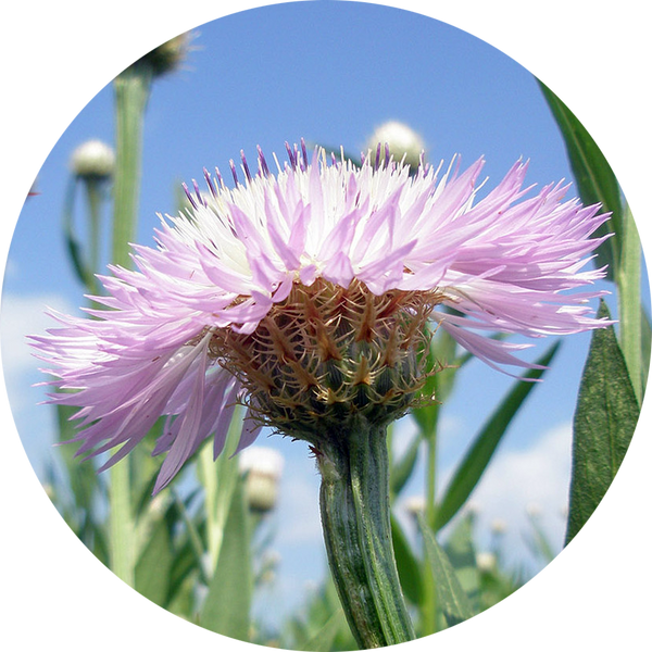 Amerikaanse korenbloem