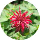Monarda didyma 'red shades' zaden kopen