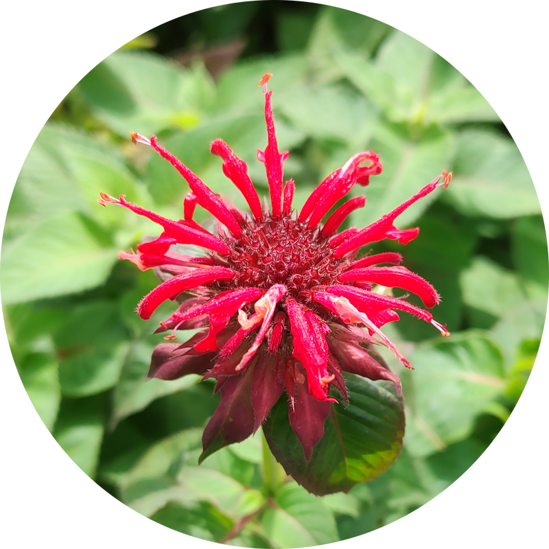 Monarda didyma 'red shades' zaden kopen