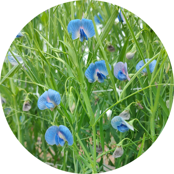 Eetbare lathyrus
