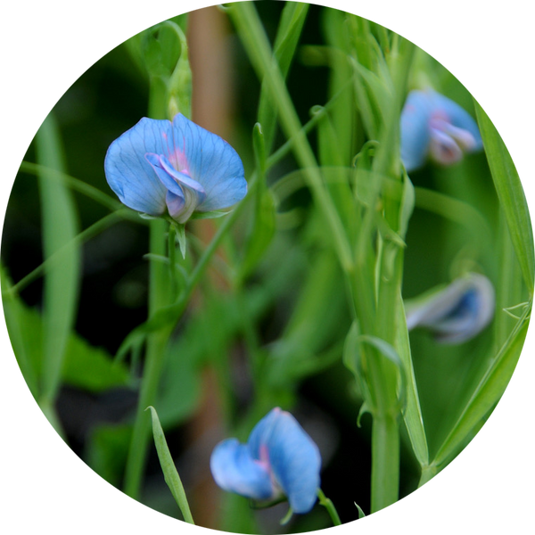 Zaden eetbare lathyrus 'Lathyrus sativus'