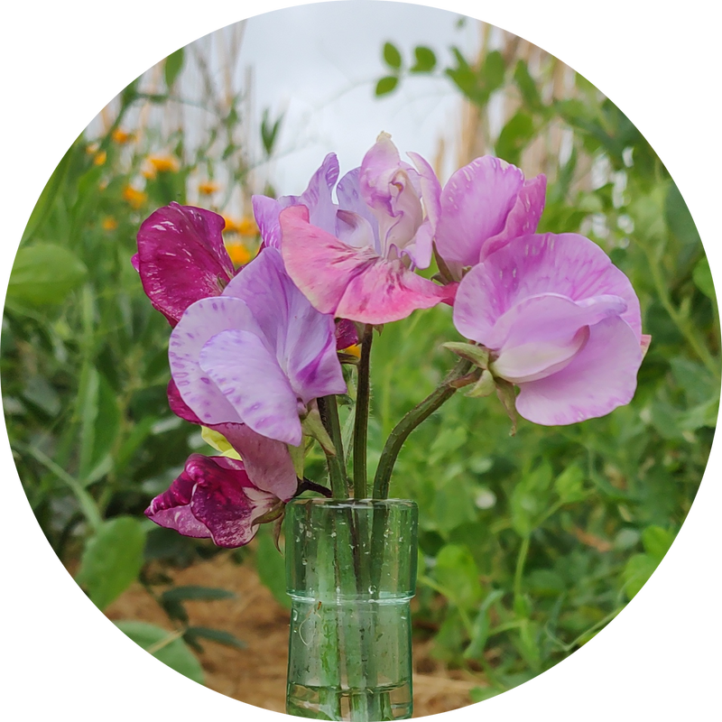 Lathyrus odoratus 'Enchanté'