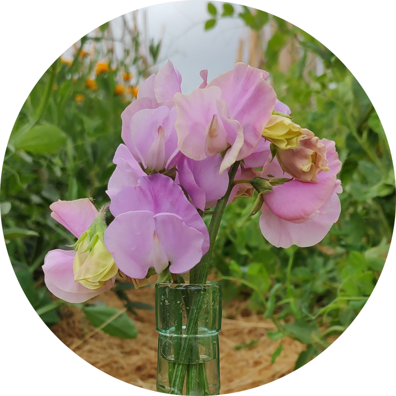 lathyrus odoratus 'Karen louise'