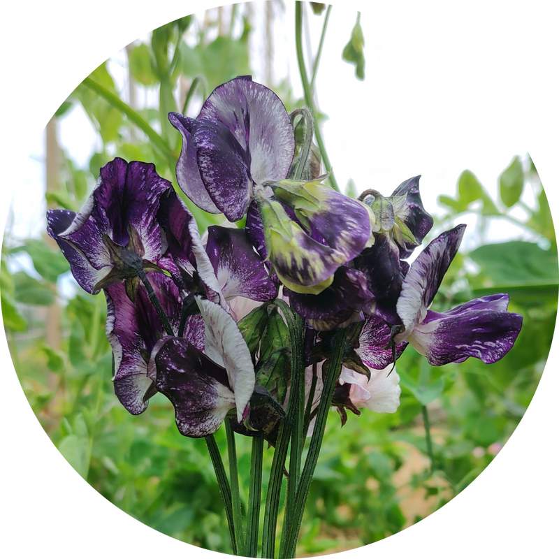 Lathyrus odoratus 'nimbus'