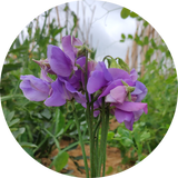 Lathyrus odoratus 'Noel sutton'