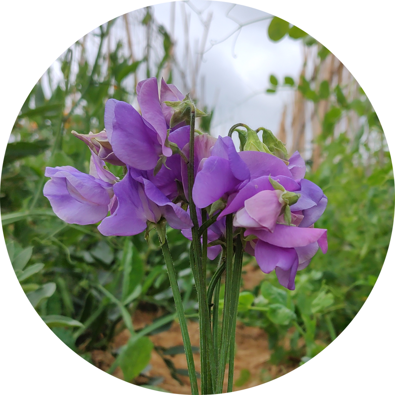 Lathyrus odoratus 'Noel sutton'