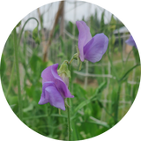 Lathyrus odoratus 'Noel sutton'